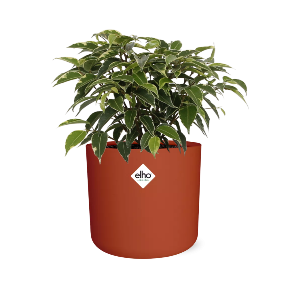 Ficus Benjamina Kinky in ELHO b.for soft rond 14cm brique (21780)