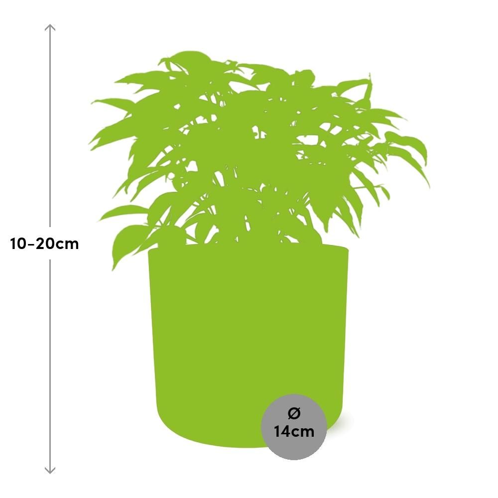 Ficus Benjamina Kinky in ELHO b.for soft rond 14cm brique (21780)