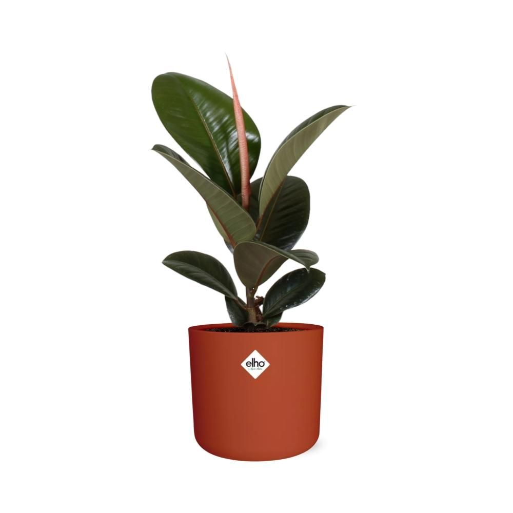 Ficus Elastica ‘Robusta’ in ELHO b.for soft rond 14cm brique (21506)