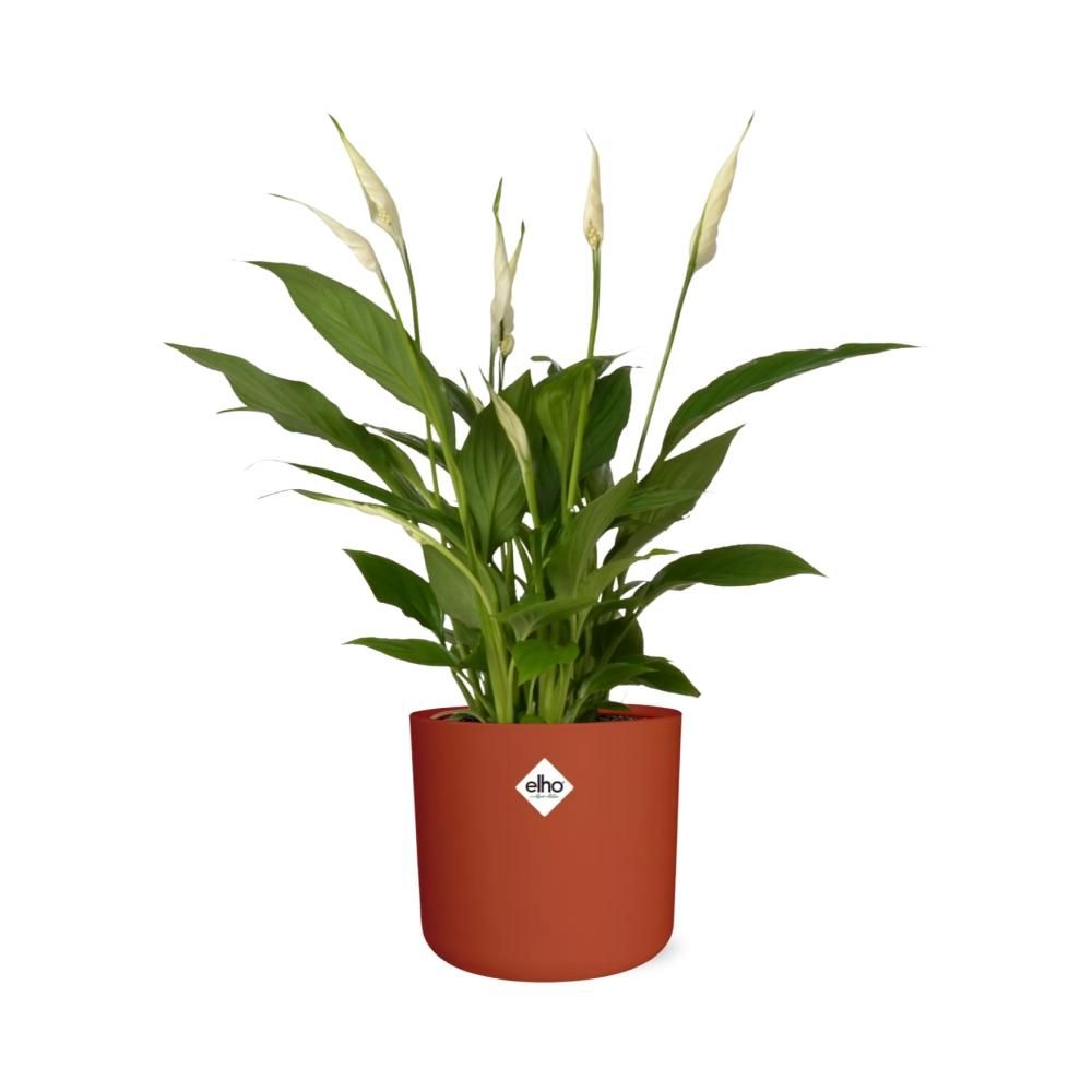 Spathiphyllum 12 Cm Torelli Zonder Hoes in ELHO b.for soft rond 14cm brique (21468)