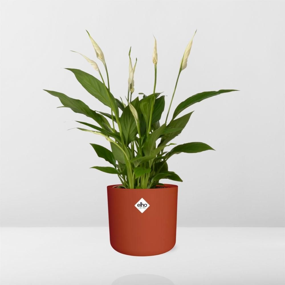 Spathiphyllum 12 Cm Torelli Zonder Hoes in ELHO b.for soft rond 14cm brique (21468)