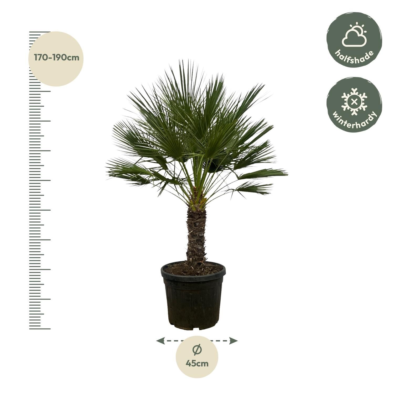 Chamaerops Humilis op stam - 150 cm - Ø45cm (8721081685352)