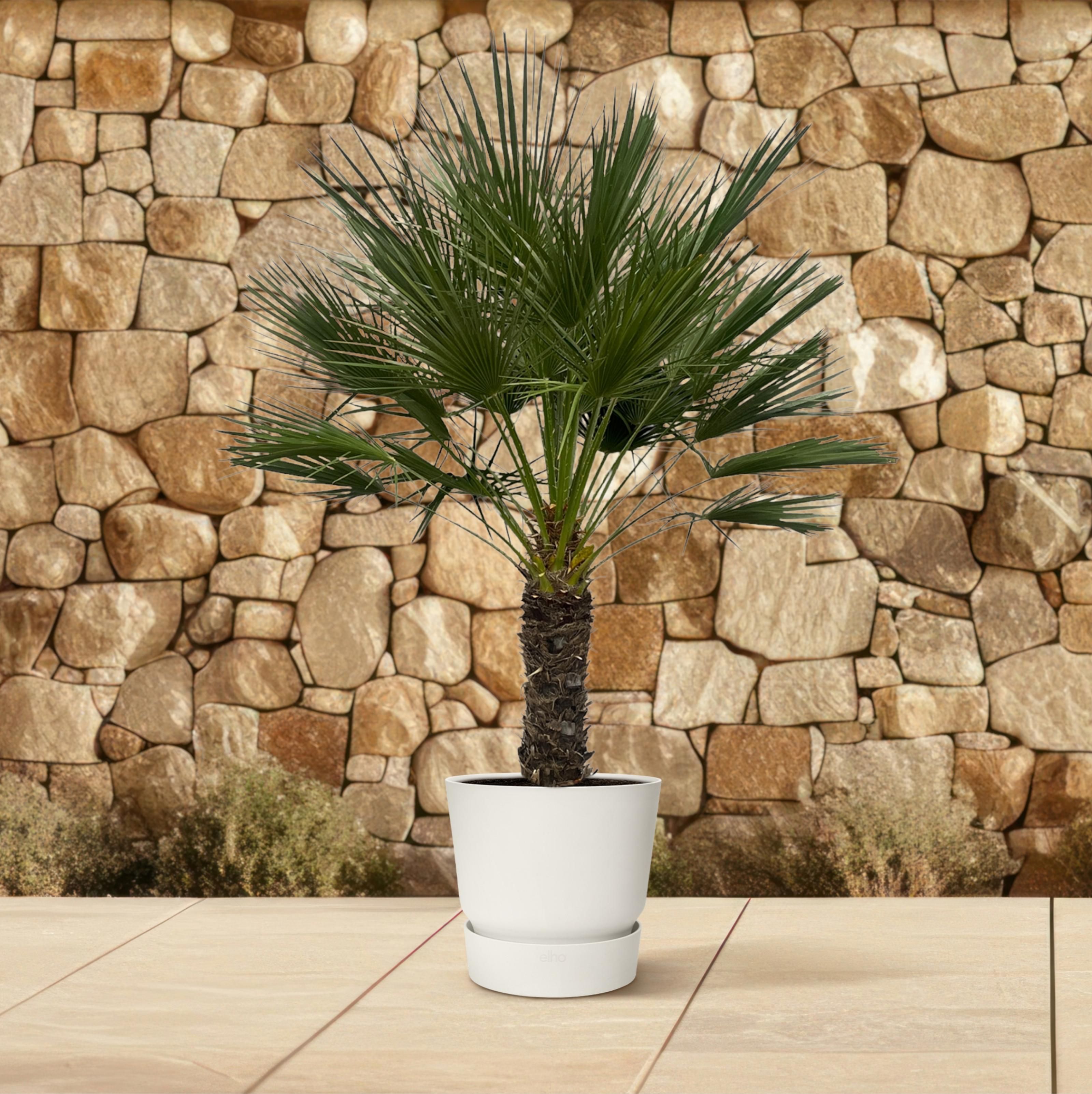 Chamaerops Humilis op stam - 150 cm - Ø45cm (8721081685352)
