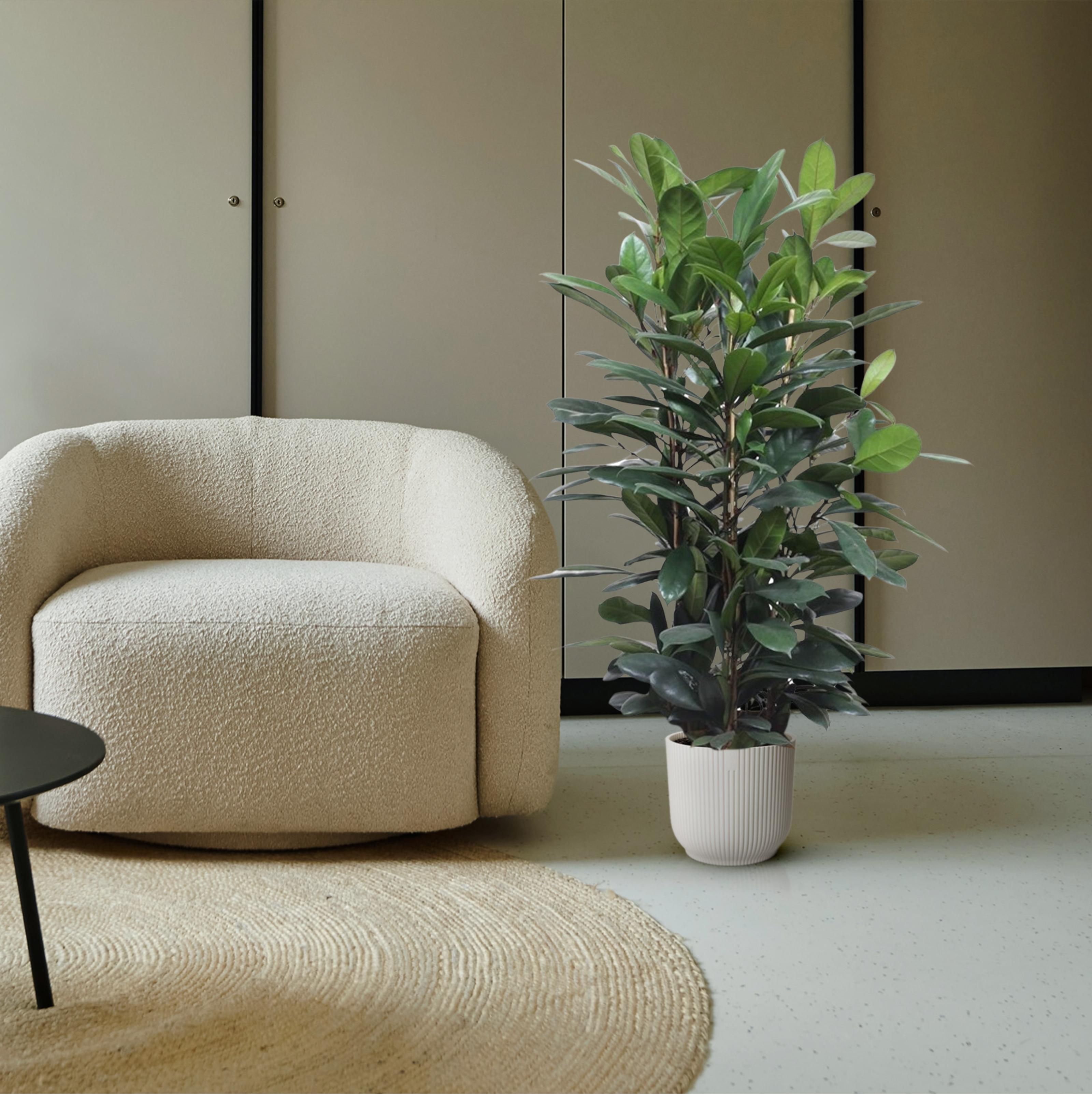 Ficus Cyathistipula struik - 140 cm - ø34 (8721055690771)