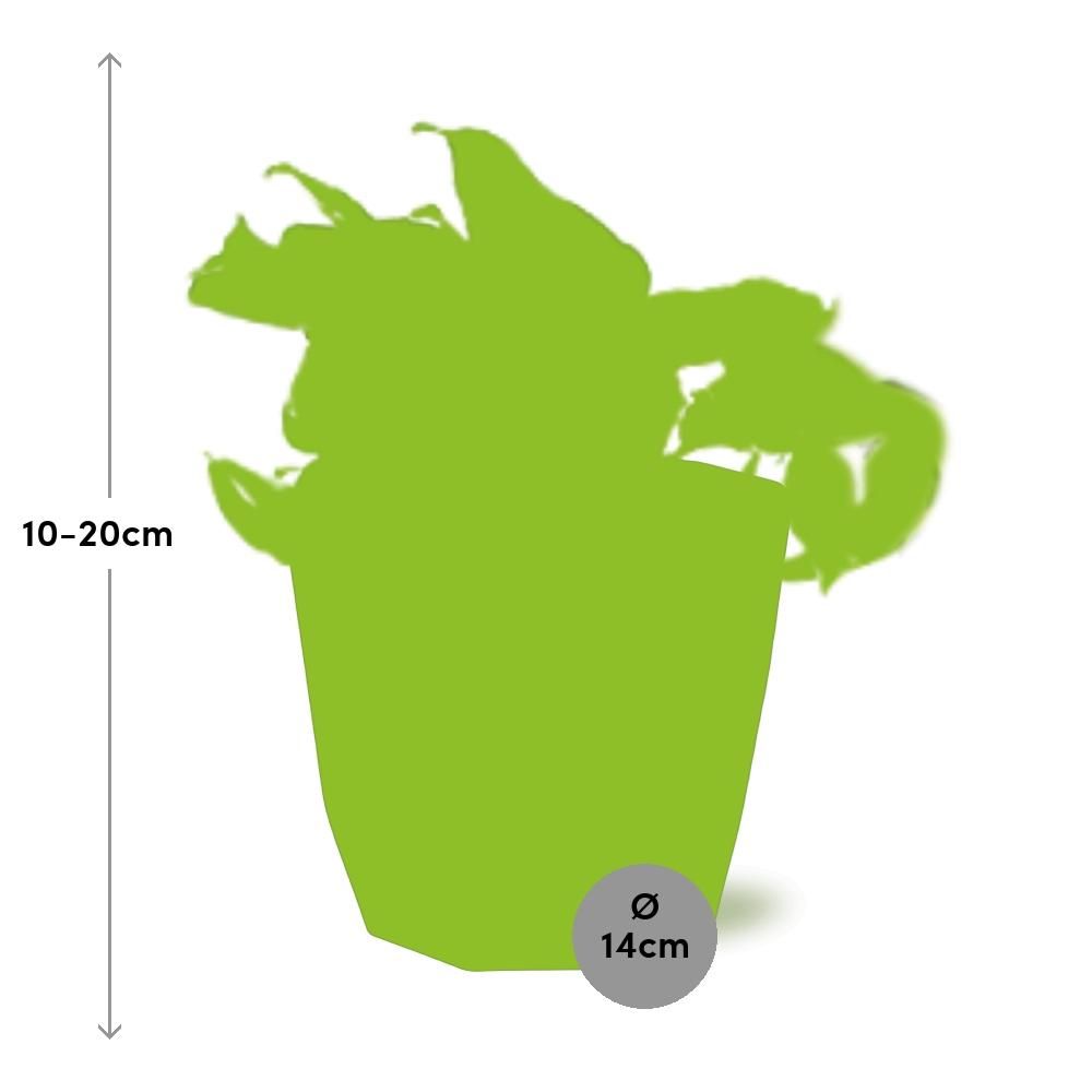 Epipremnum Pinnatum Happy Leaf in 14cm b.for rock living black (21643)