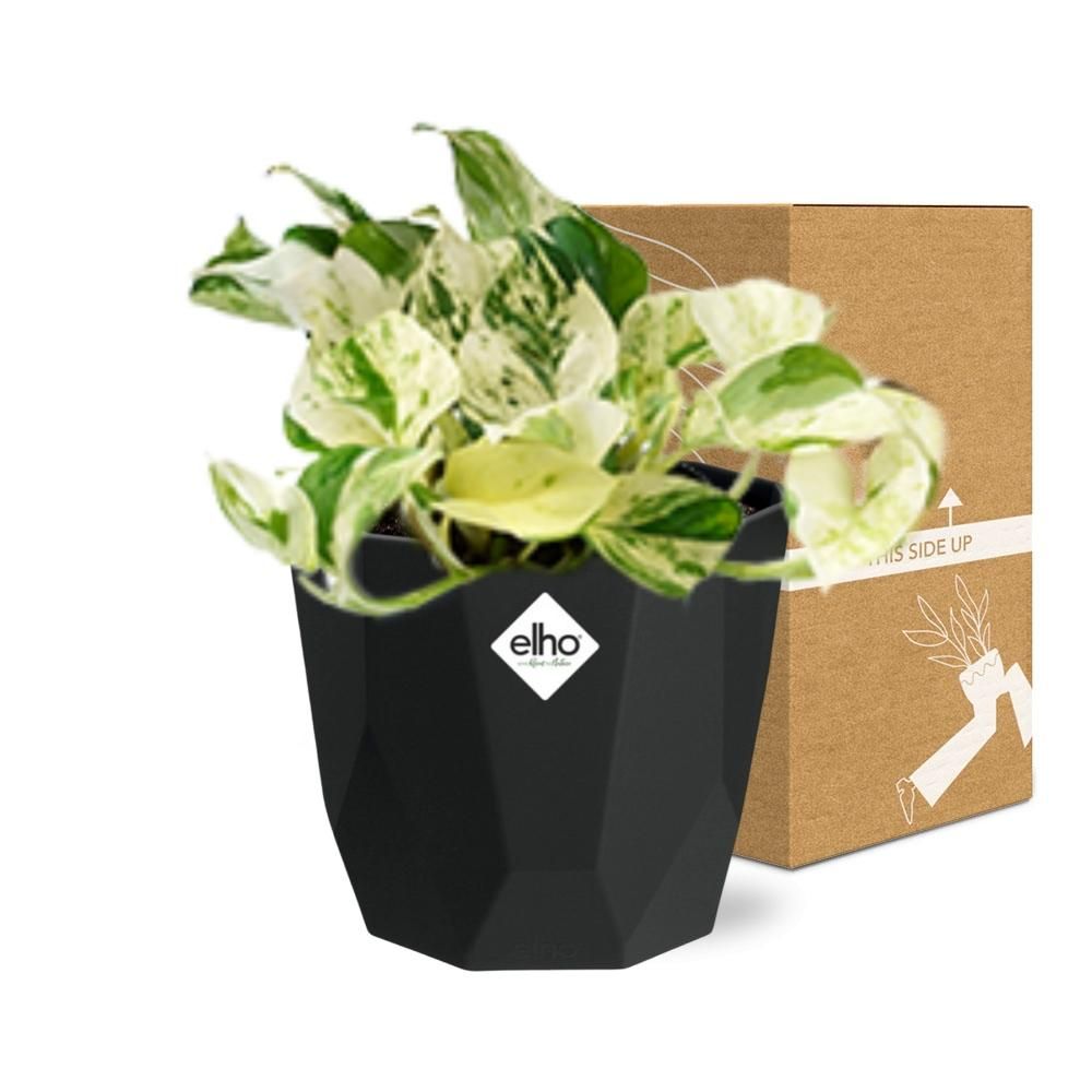 Epipremnum Pinnatum Happy Leaf in 14cm b.for rock living black (21643)