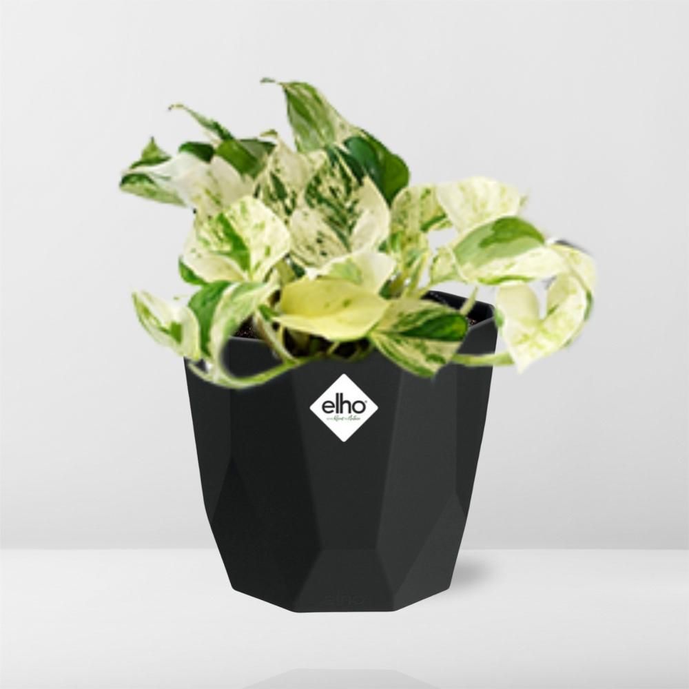 Epipremnum Pinnatum Happy Leaf in 14cm b.for rock living black (21643)