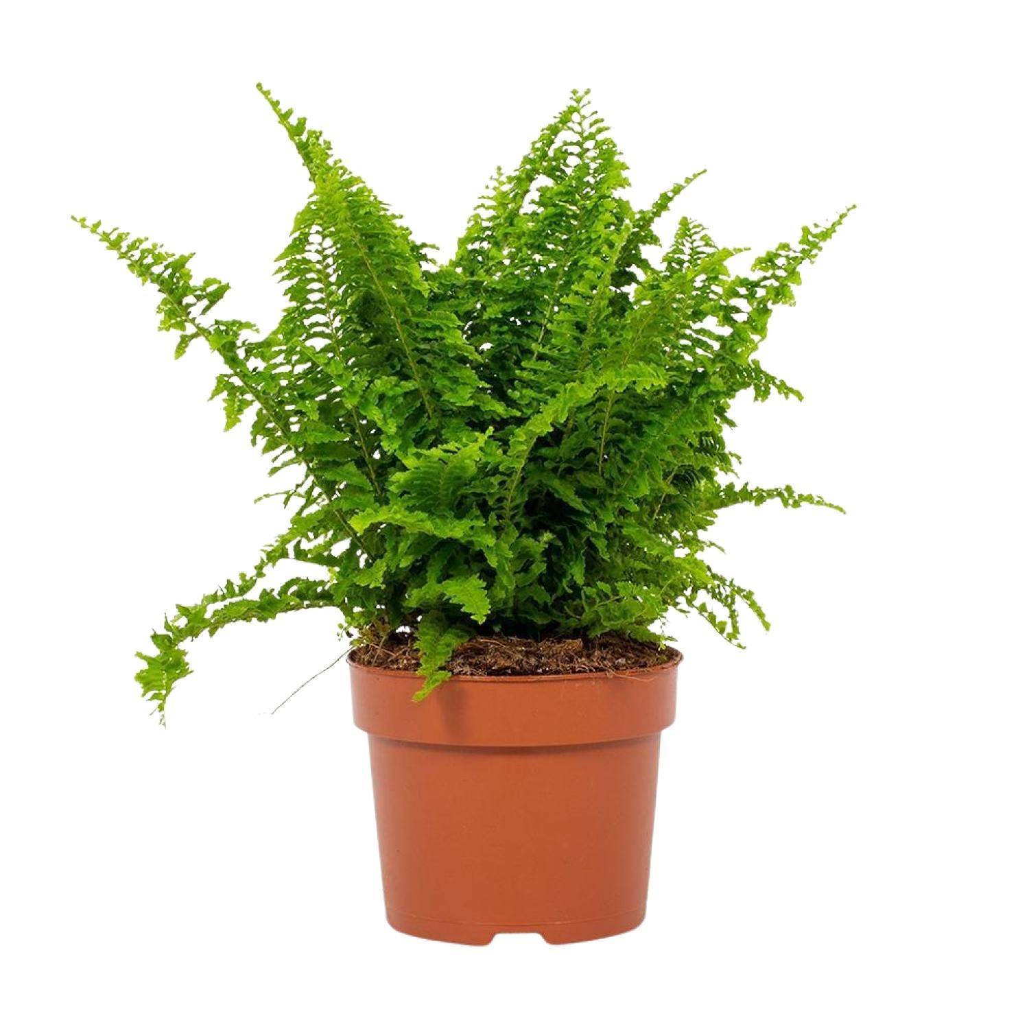 Nephrolepis Vitale 12cm (28778)