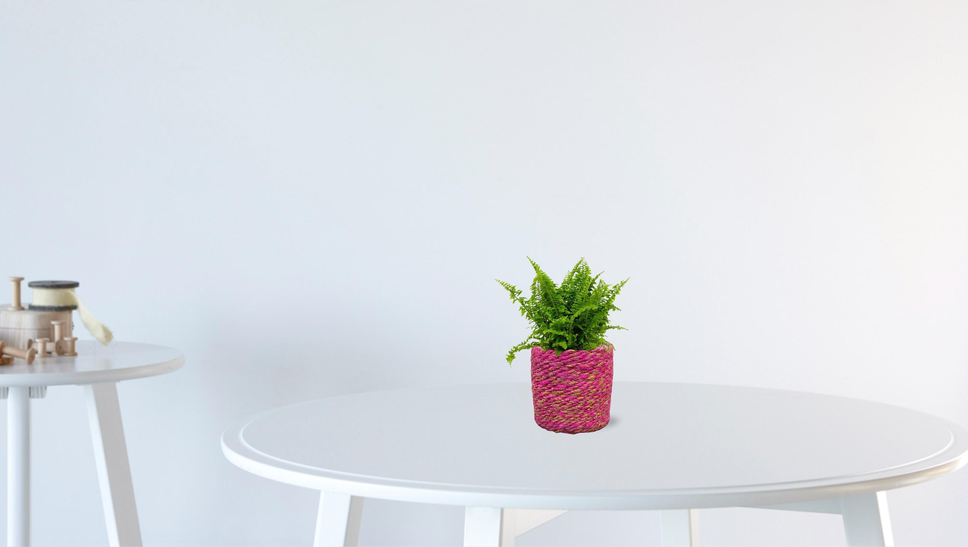 Nephrolepis Vitale 12cm (28778)