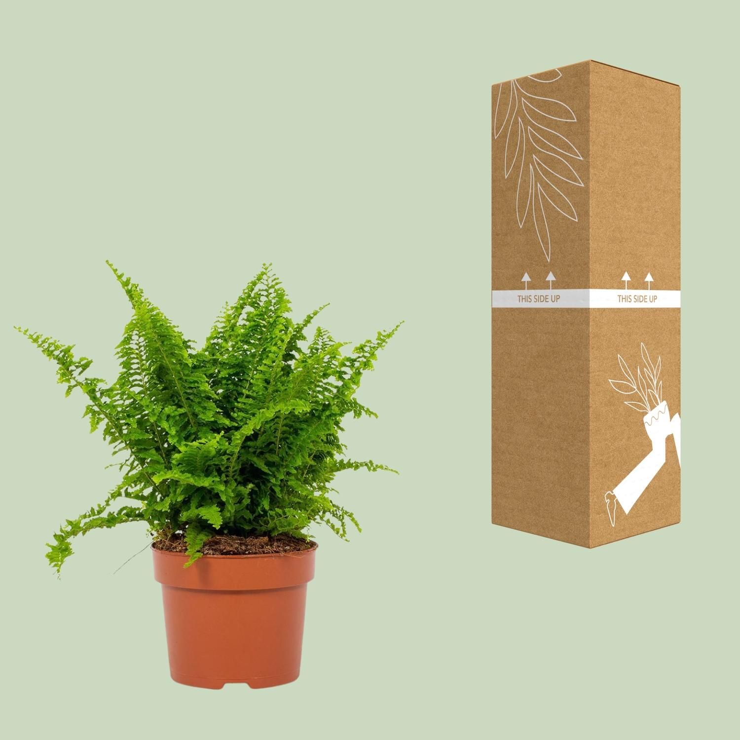 Nephrolepis Vitale 12cm (28778)