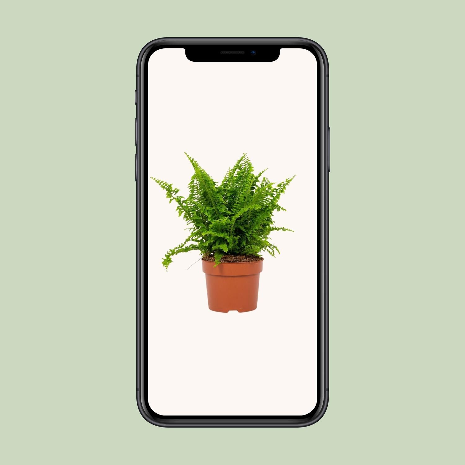 Nephrolepis Vitale 12cm (28778)