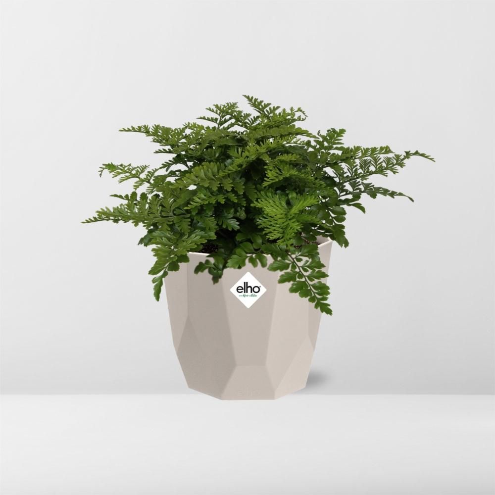 Asplenium Parvati in ELHO b.for rock 14 cm warm grey (21775)