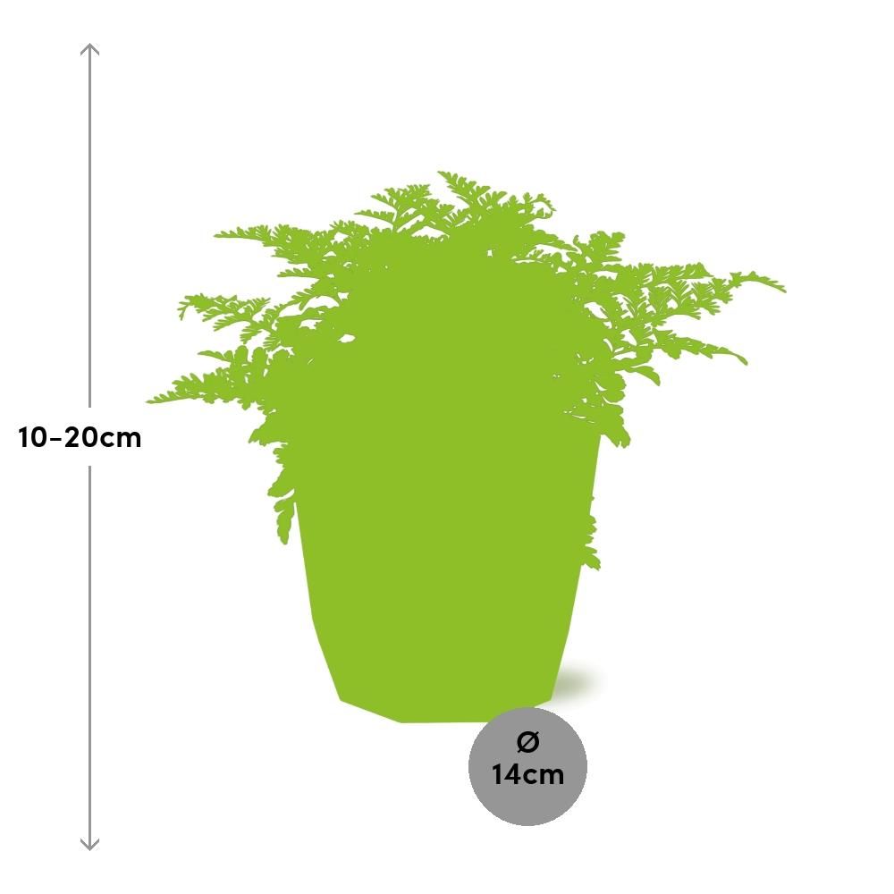 Asplenium Parvati in ELHO b.for rock 14 cm warm grey (21775)