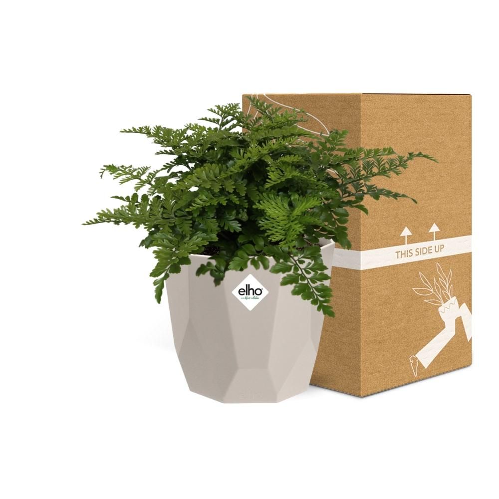 Asplenium Parvati in ELHO b.for rock 14 cm warm grey (21775)