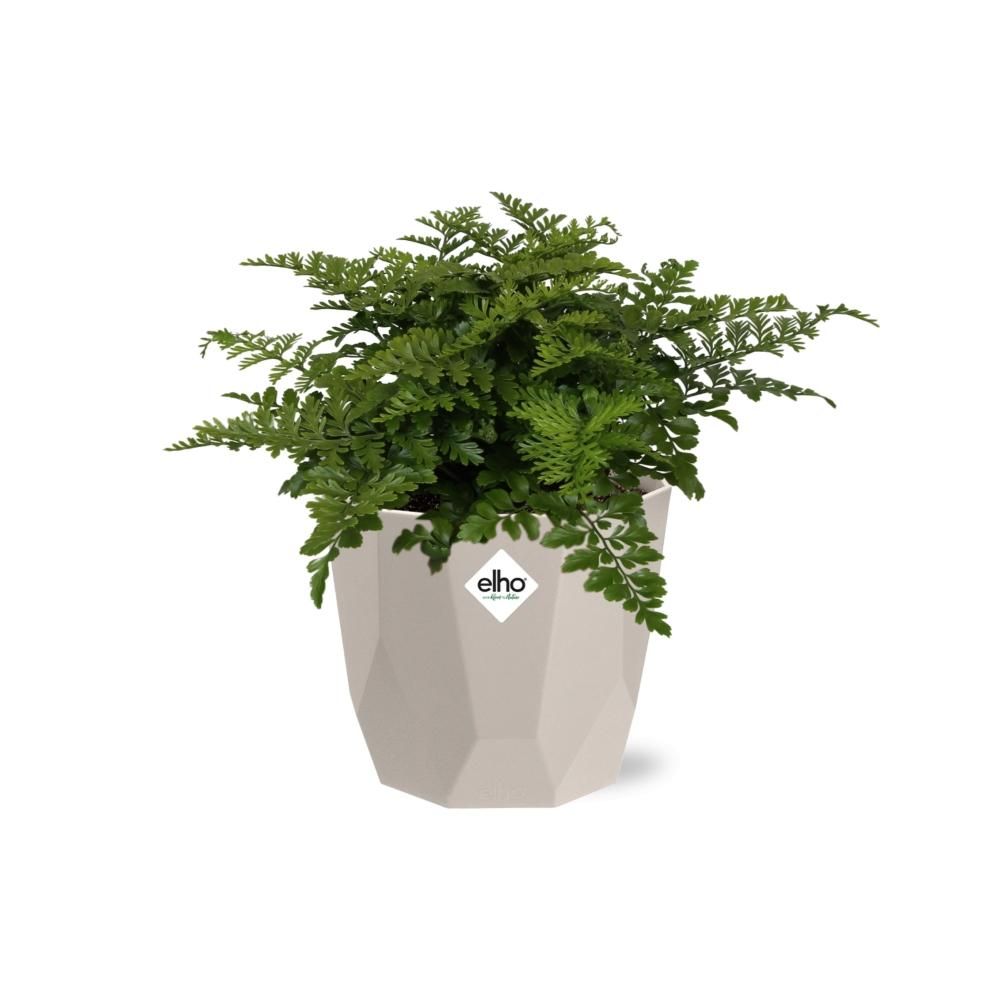 Asplenium Parvati in ELHO b.for rock 14 cm warm grey (21775)
