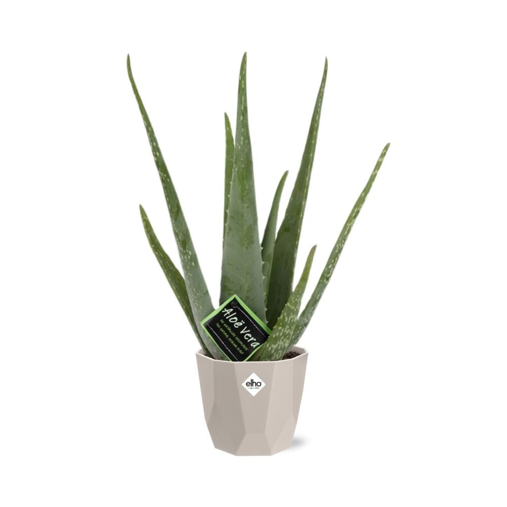 Aloe Vera 12cm in ELHO b.for rock 14 cm warm grey (21601)