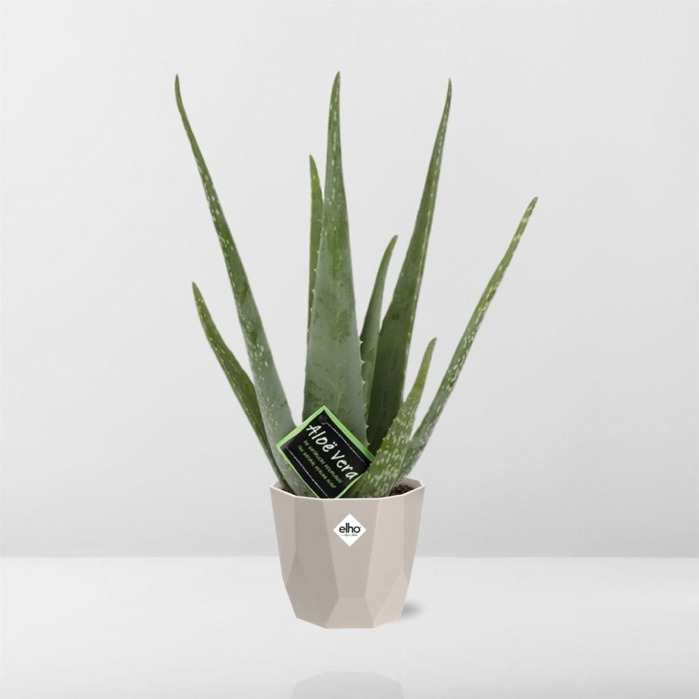 Aloe Vera 12cm in ELHO b.for rock 14 cm warm grey (21601)