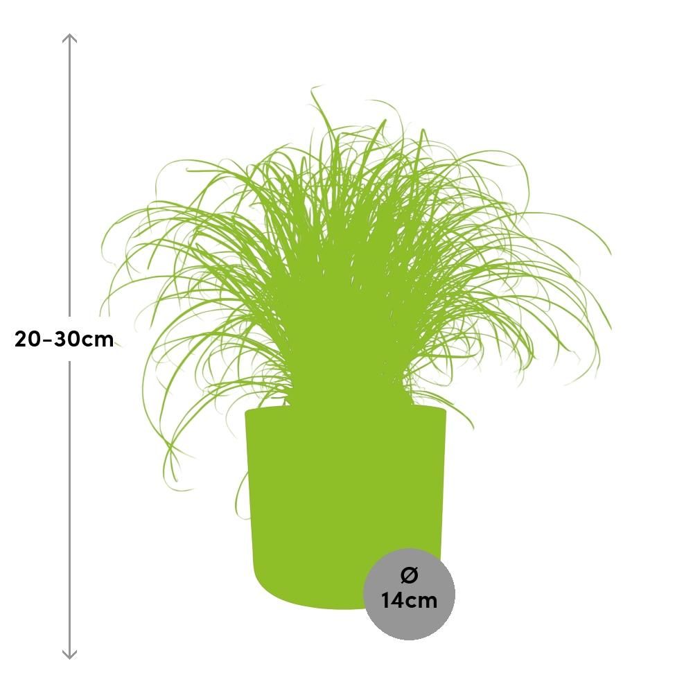 Cyperus Alternifolius Zumula Zonder Etiket in ELHO b.for soft rond 14cm brique (21489)