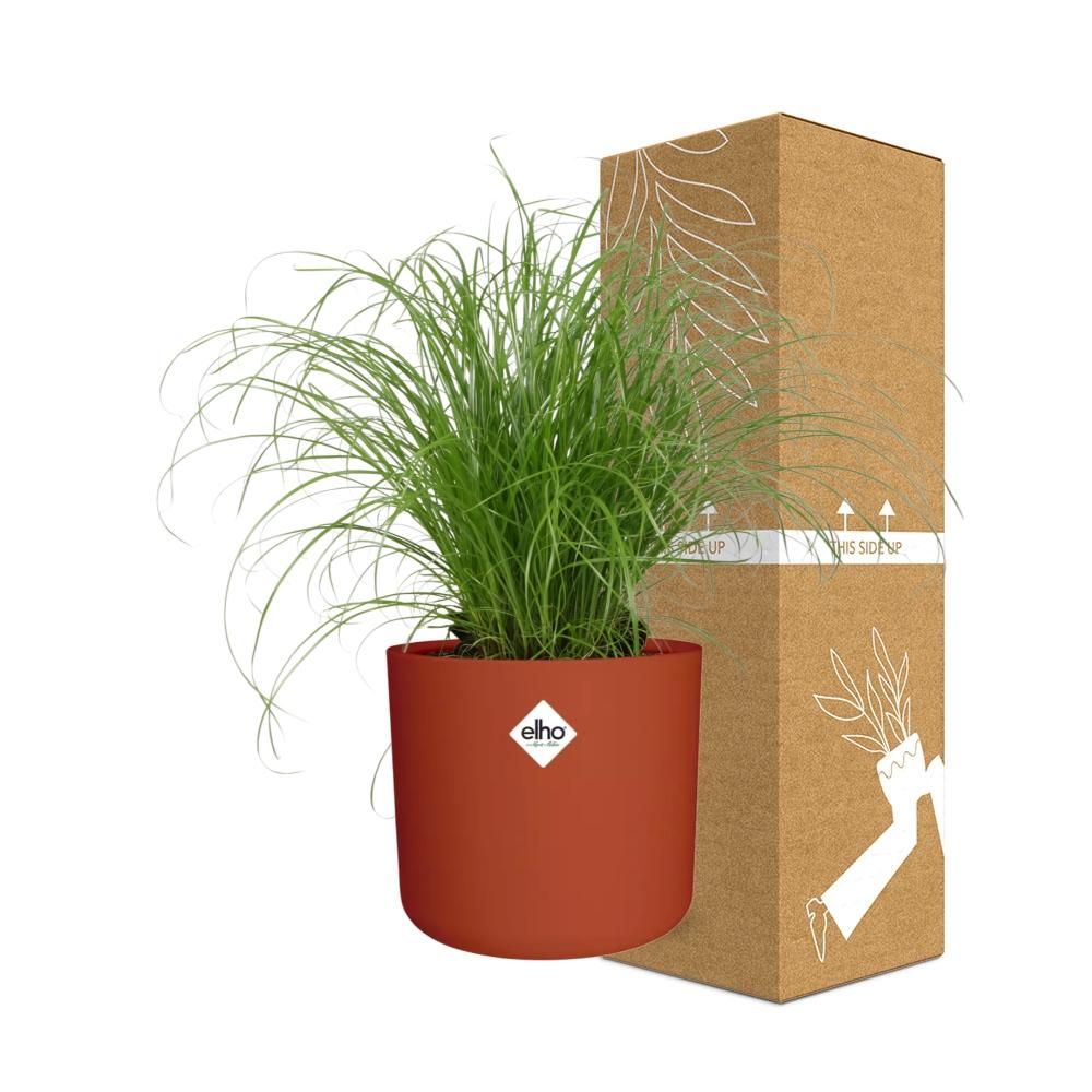 Cyperus Alternifolius Zumula Zonder Etiket in ELHO b.for soft rond 14cm brique (21489)