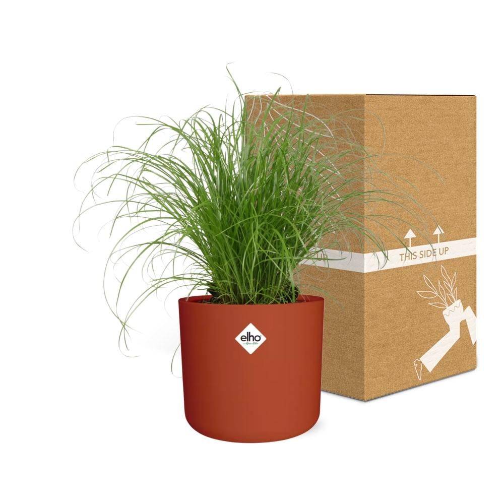 Cyperus Alternifolius Zumula Zonder Etiket in ELHO b.for soft rond 14cm brique (21489)