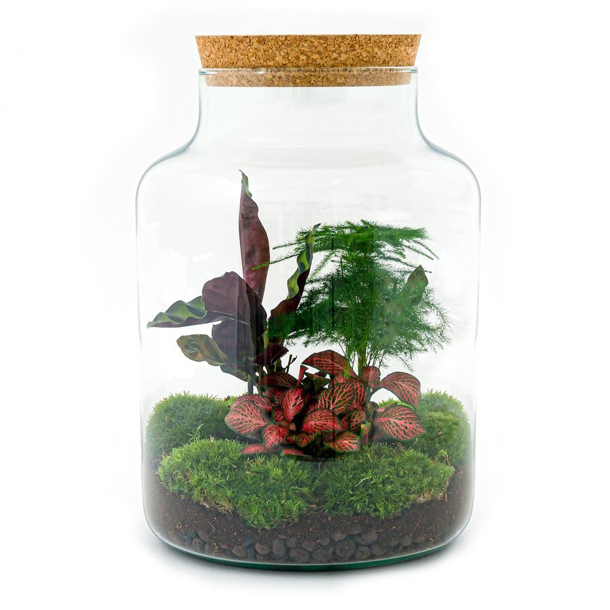 DIY Planten terrarium met licht - Milky - Ø 21 cm ↑ 30 cm - Rake + Shovel + Tweezer + Scissors (8720726958158)