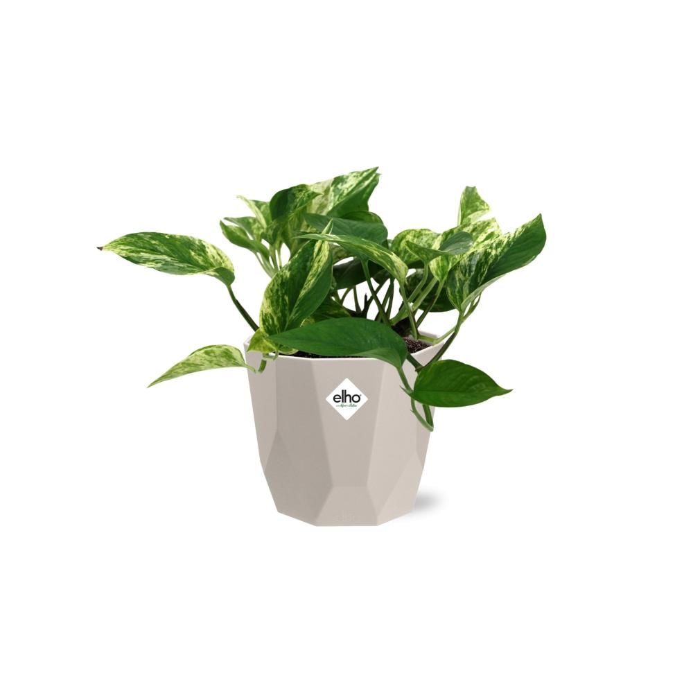 Scindapsus (Epipremnum) Marble Queen in ELHO b.for rock 14 cm warm grey (21608)