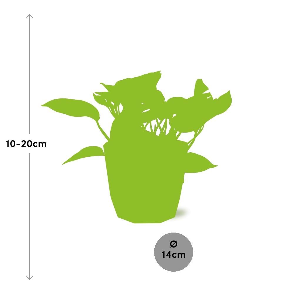 Scindapsus (Epipremnum) Marble Queen in ELHO b.for rock 14 cm warm grey (21608)