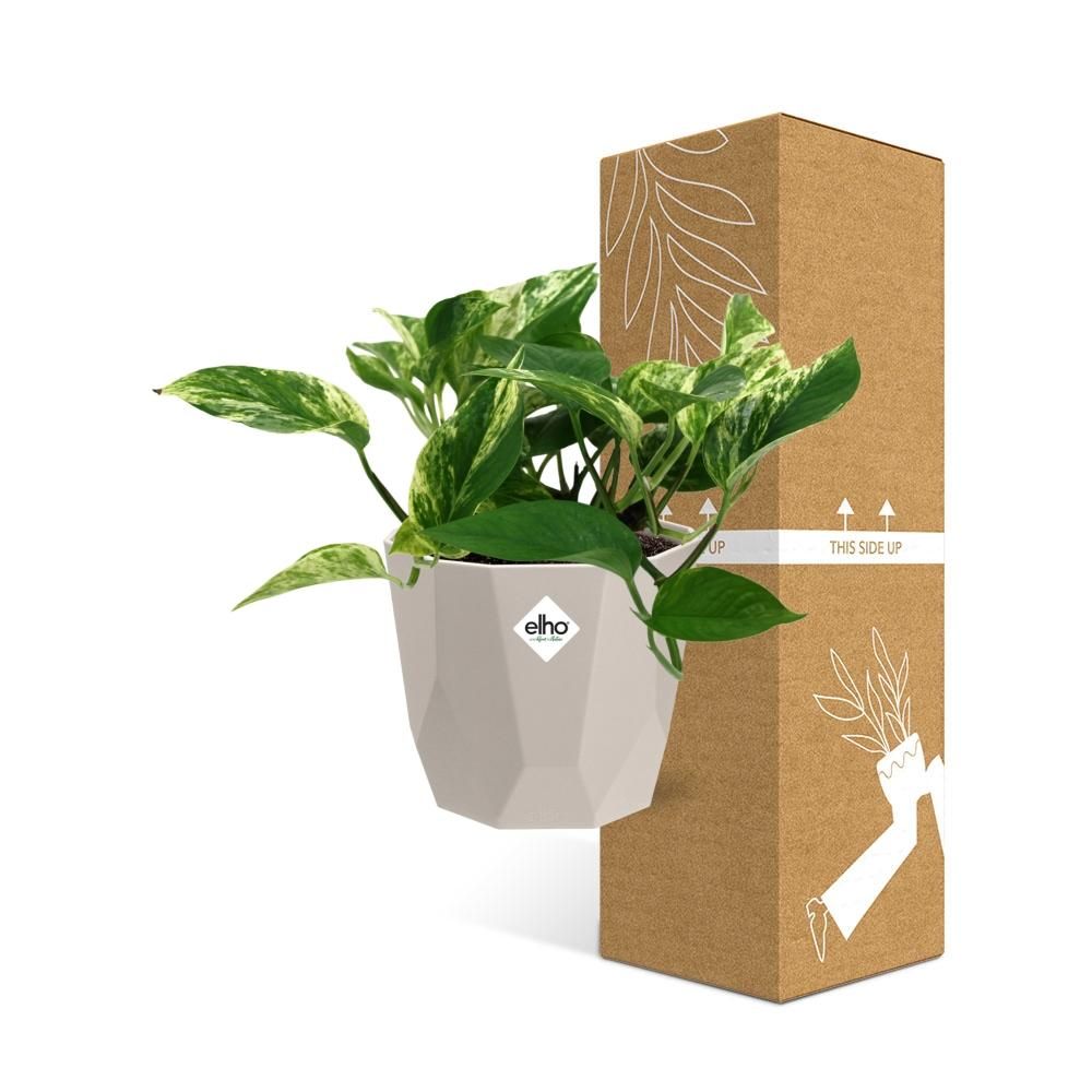 Scindapsus (Epipremnum) Marble Queen in ELHO b.for rock 14 cm warm grey (21608)