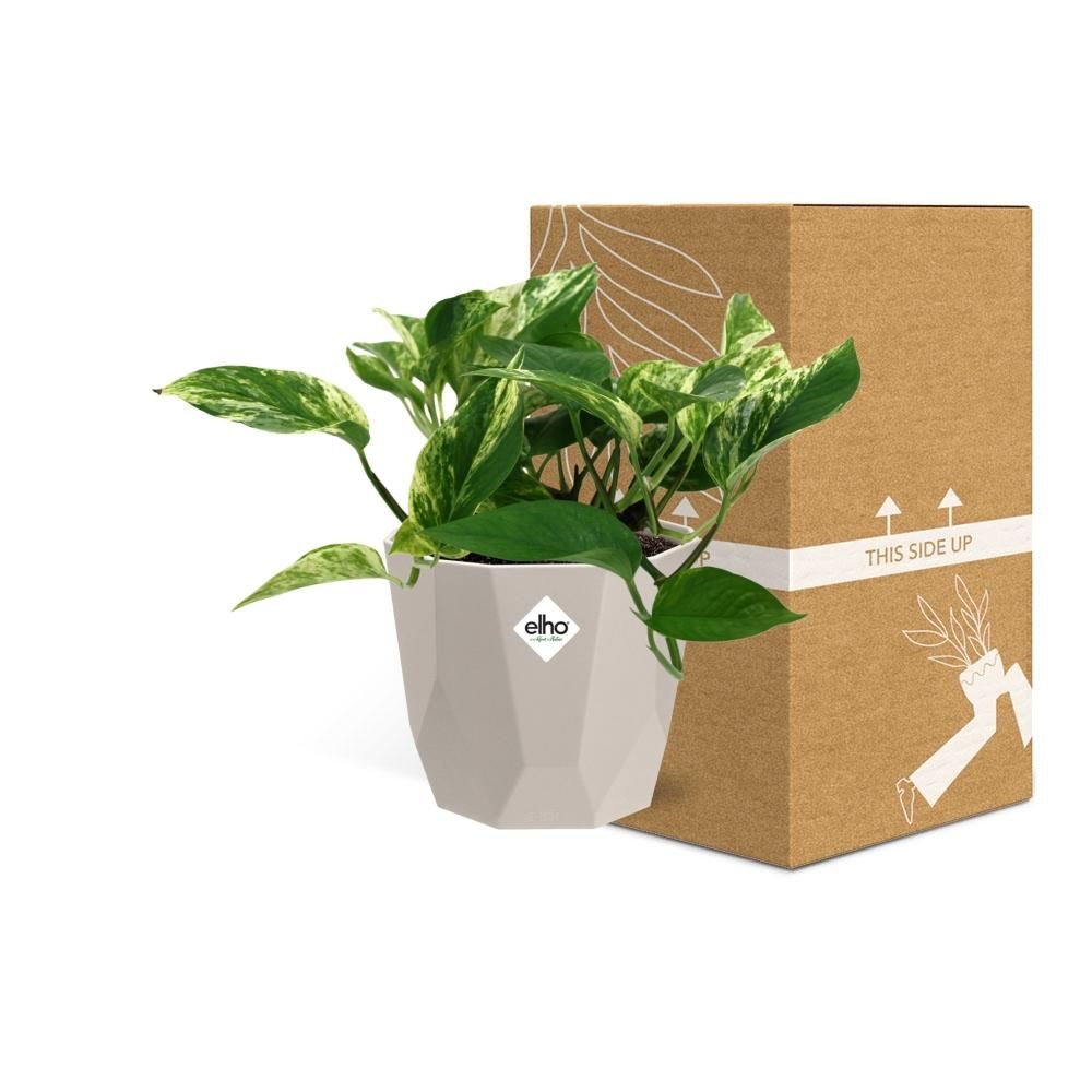 Scindapsus (Epipremnum) Marble Queen in ELHO b.for rock 14 cm warm grey (21608)