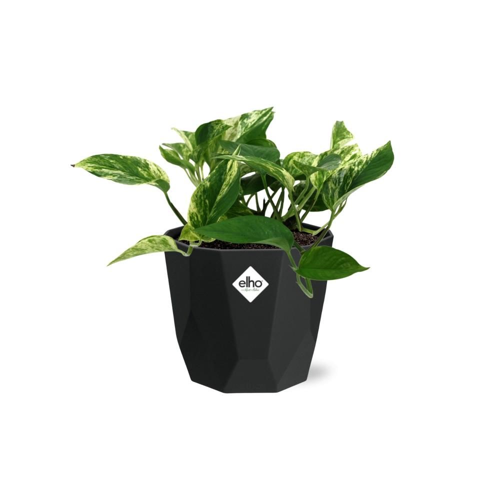 Scindapsus (Epipremnum) Marble Queen in 14cm b.for rock living black (21644)