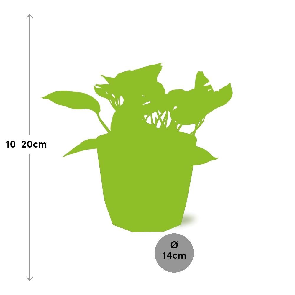 Scindapsus (Epipremnum) Marble Queen in 14cm b.for rock living black (21644)