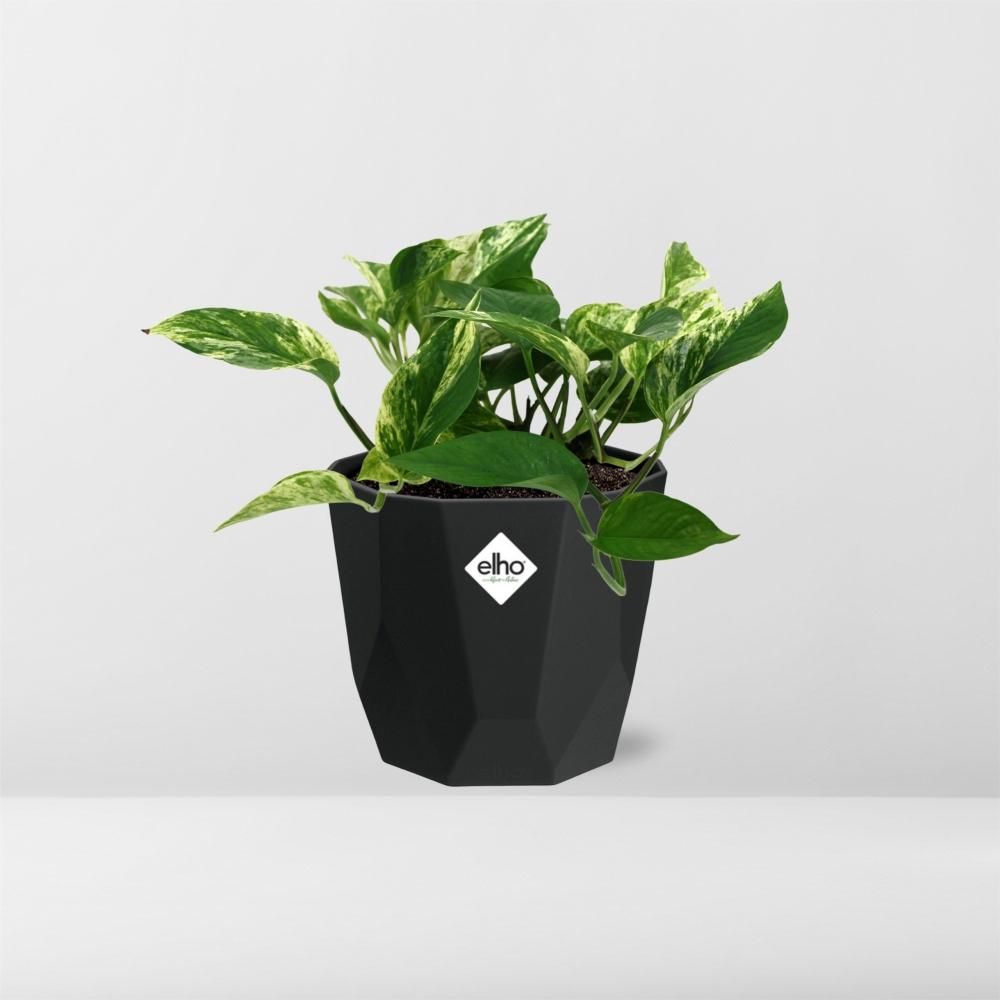 Scindapsus (Epipremnum) Marble Queen in 14cm b.for rock living black (21644)
