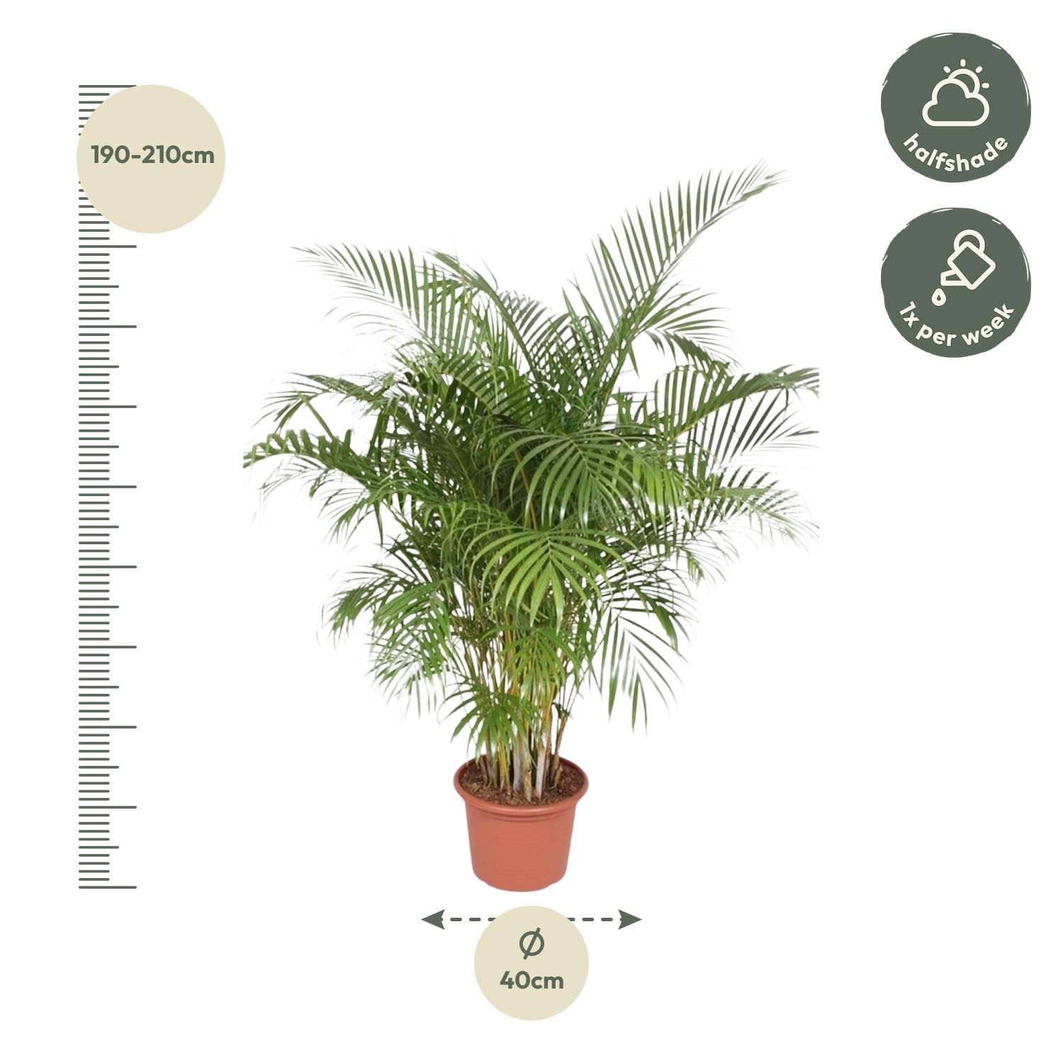 Dypsis Lutescens (Areca Palm) - 200 cm - ø40 (8721055690481)