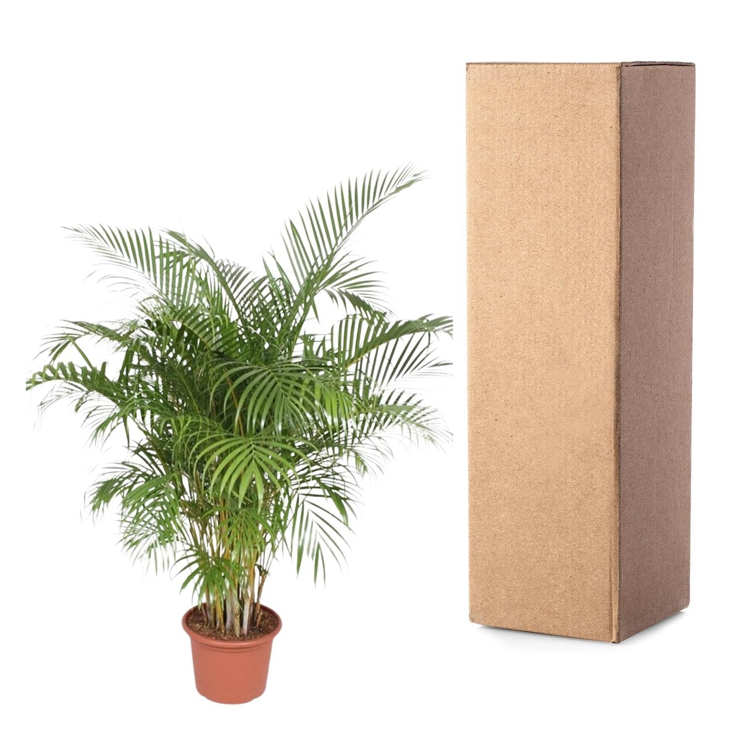 Dypsis Lutescens (Areca Palm) - 200 cm - ø40 (8721055690481)