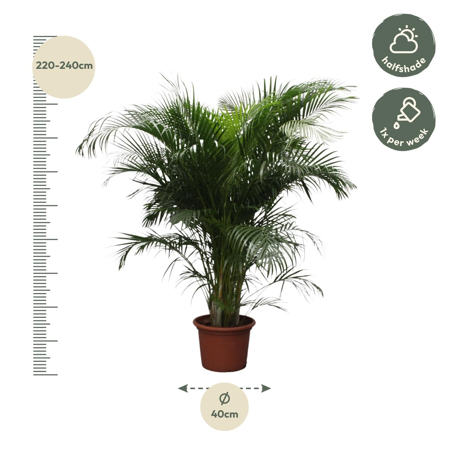 Dypsis Lutescens (Areca Palm) - 230 cm - ø40 (8721055690450)