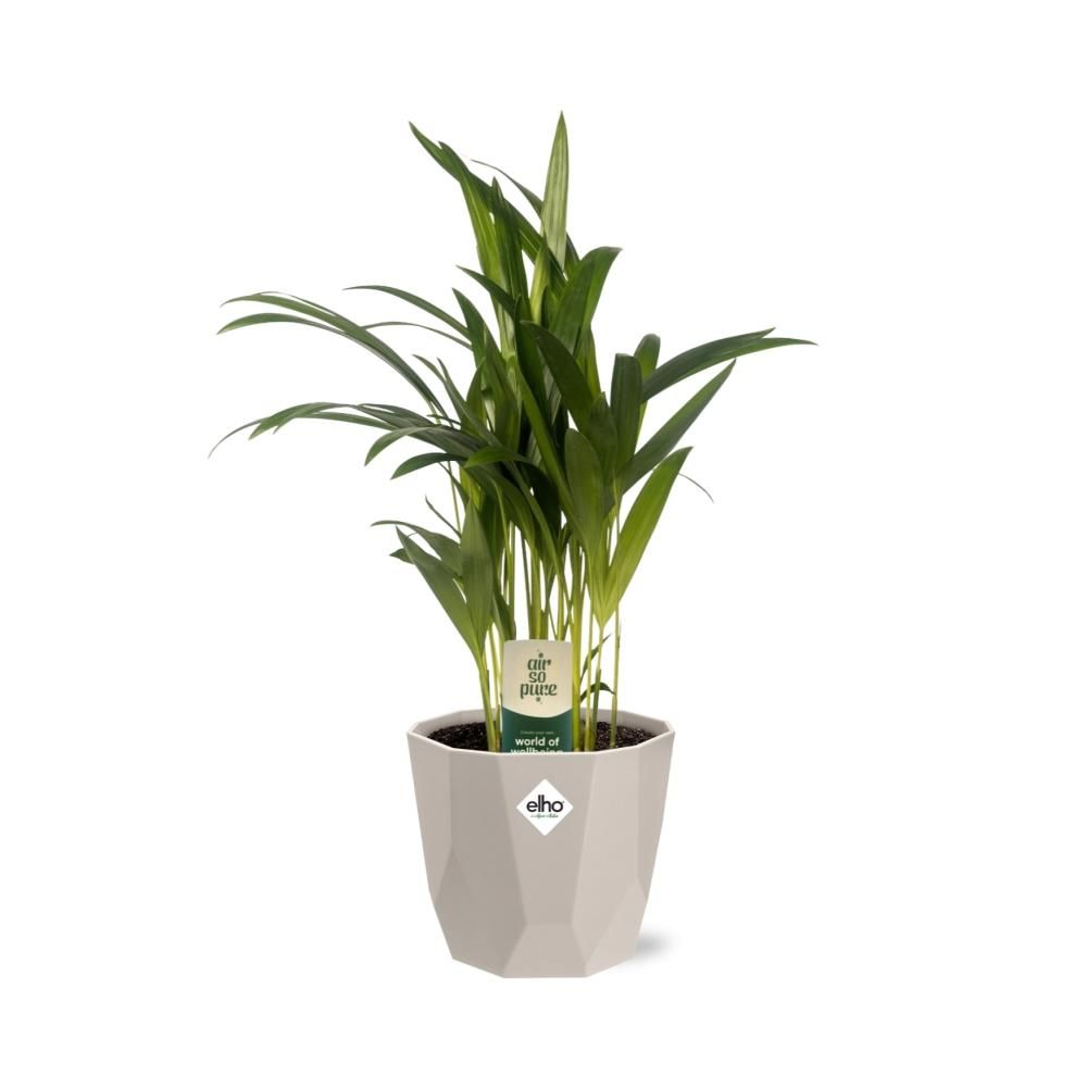 Dypsis Lutescens (Areca) 12cm in ELHO b.for rock 14 cm warm grey (21617)