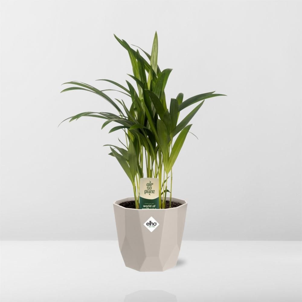 Dypsis Lutescens (Areca) 12cm in ELHO b.for rock 14 cm warm grey (21617)