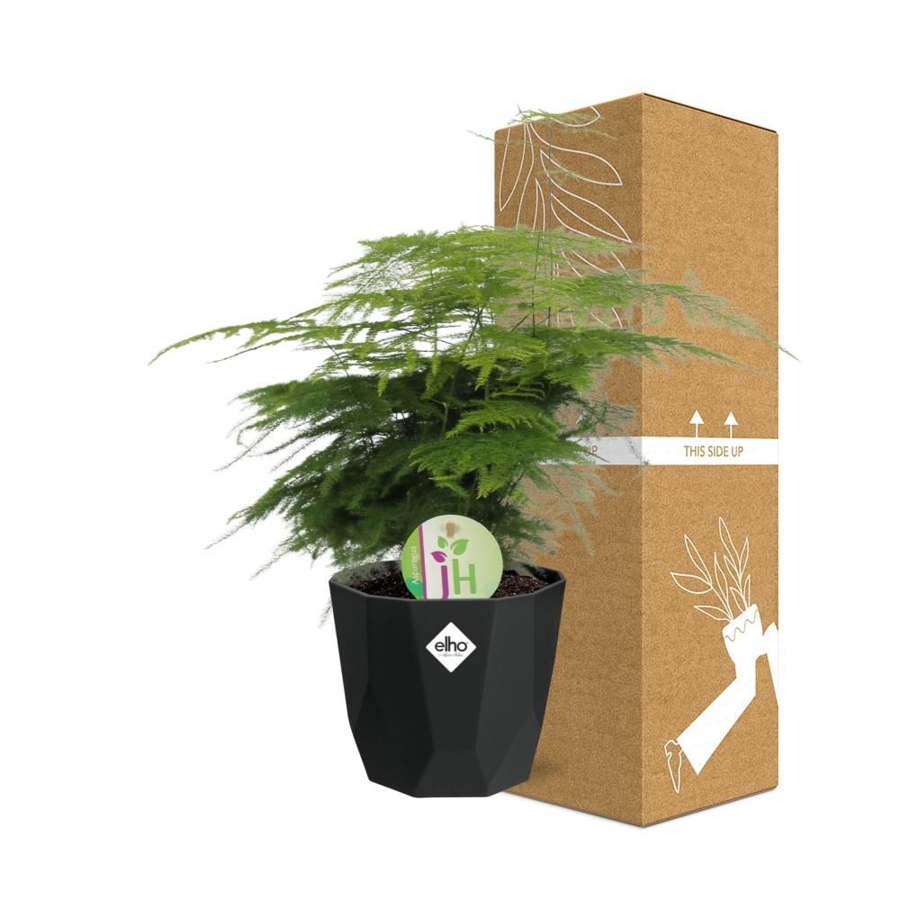 Asparagus ‘Plumosus’ in 14cm b.for rock living black (21657)