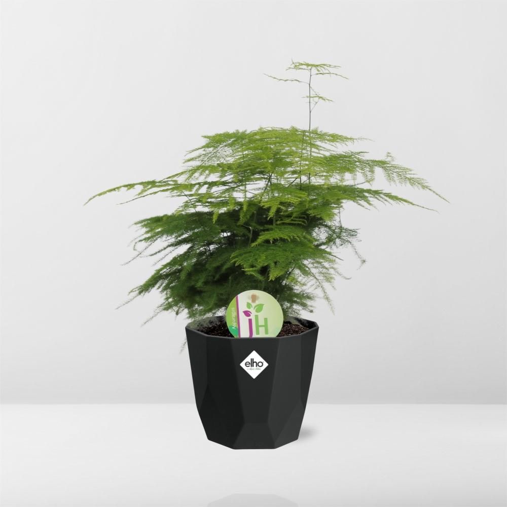 Asparagus ‘Plumosus’ in 14cm b.for rock living black (21657)