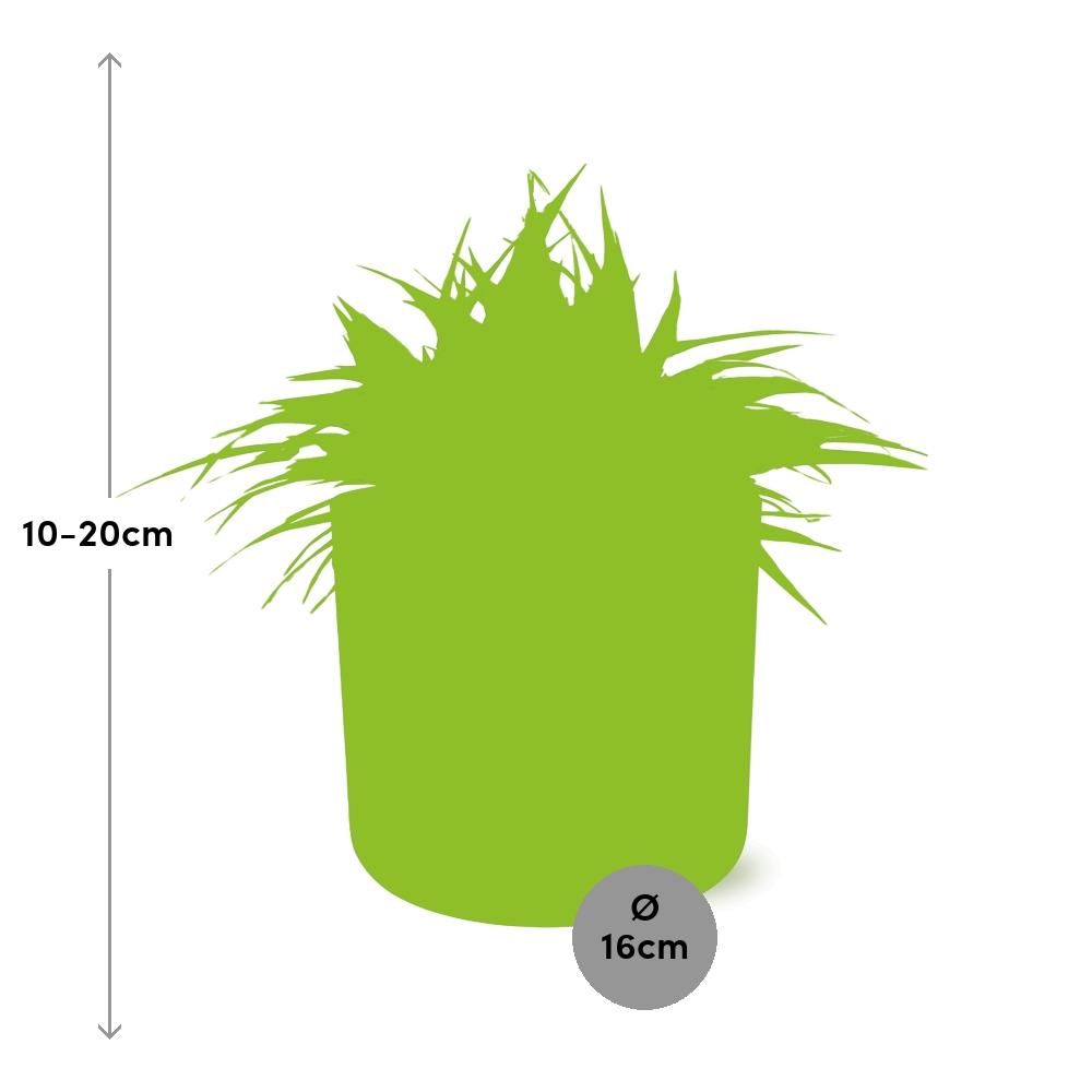 Chlorophytum Ocean 15cm in ELHO b. for soft rond 16cm leaf green (23287)