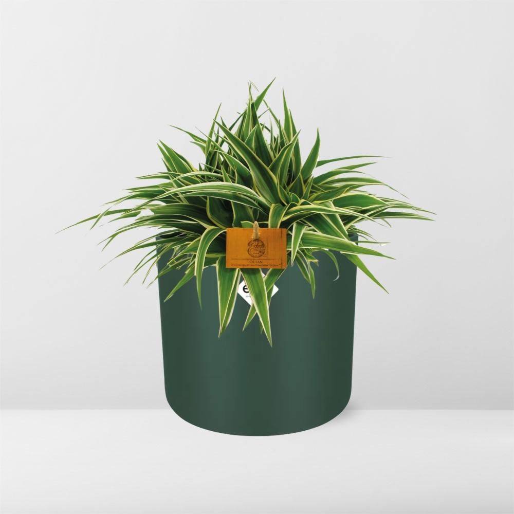 Chlorophytum Ocean 15cm in ELHO b. for soft rond 16cm leaf green (23287)