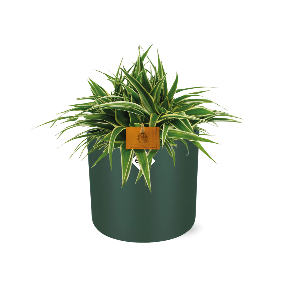 Chlorophytum Ocean 15cm in ELHO b. for soft rond 16cm leaf green (23287)