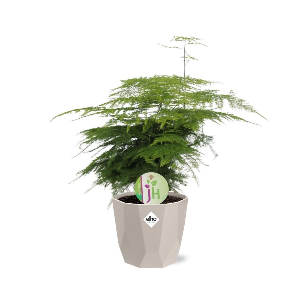 Asparagus ‘Plumosus’ in ELHO b.for rock 14 cm warm grey (21621)