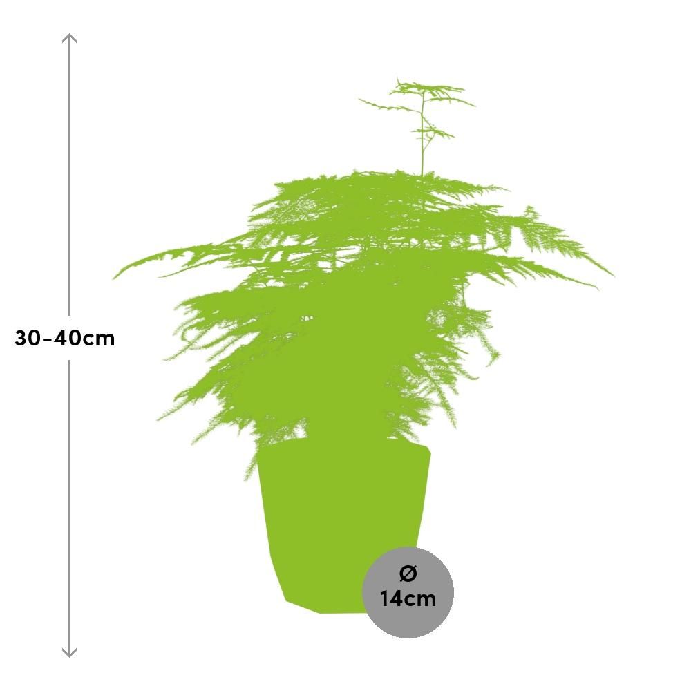 Asparagus ‘Plumosus’ in ELHO b.for rock 14 cm warm grey (21621)