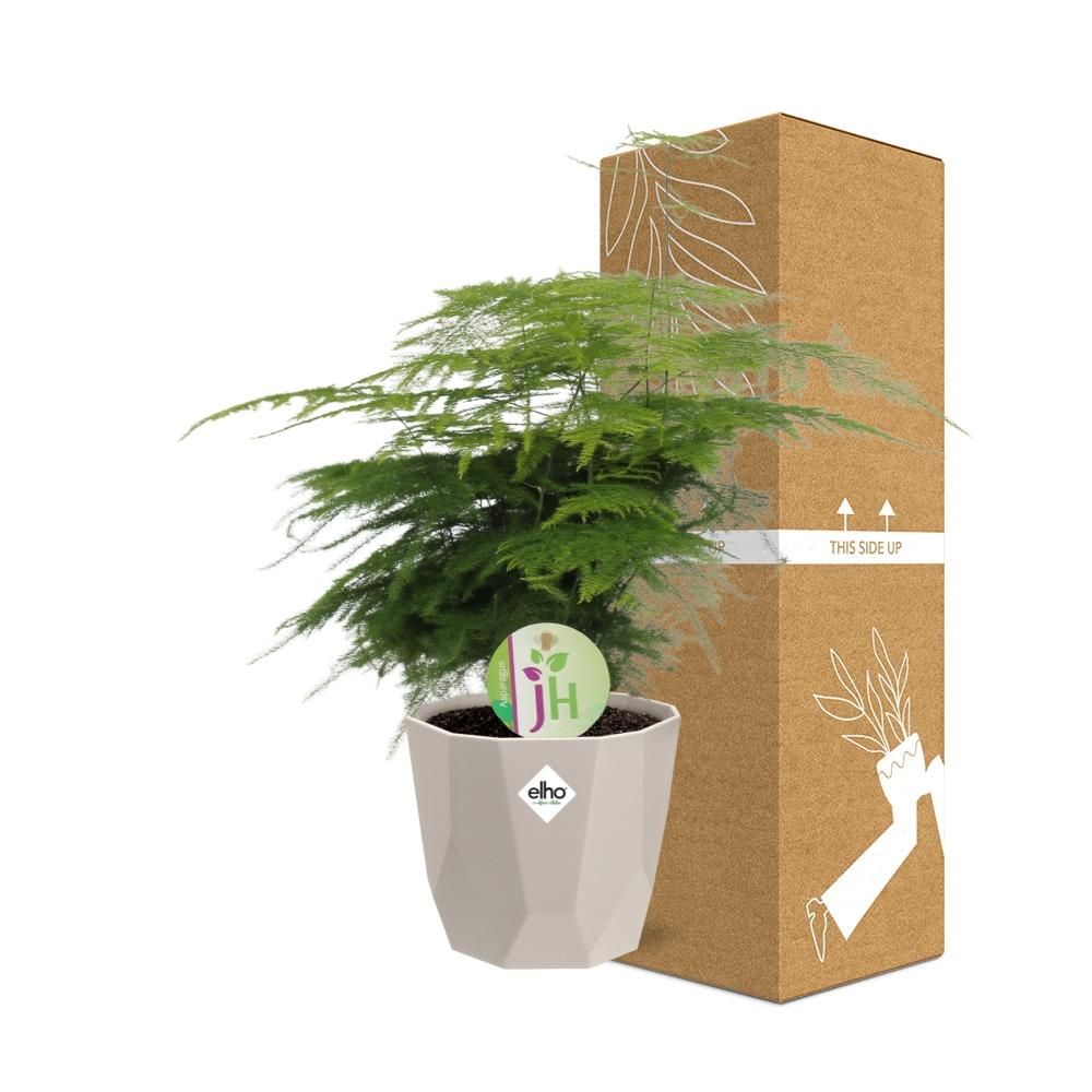 Asparagus ‘Plumosus’ in ELHO b.for rock 14 cm warm grey (21621)