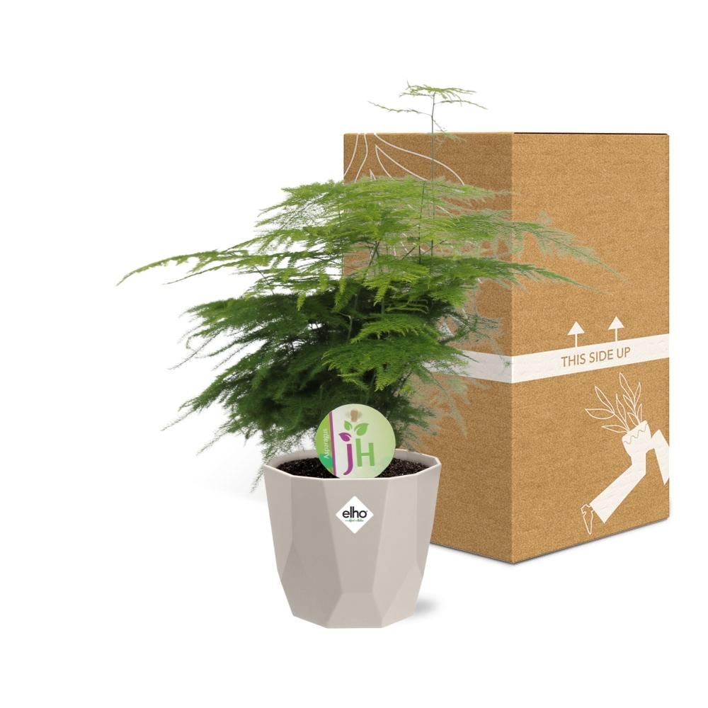 Asparagus ‘Plumosus’ in ELHO b.for rock 14 cm warm grey (21621)