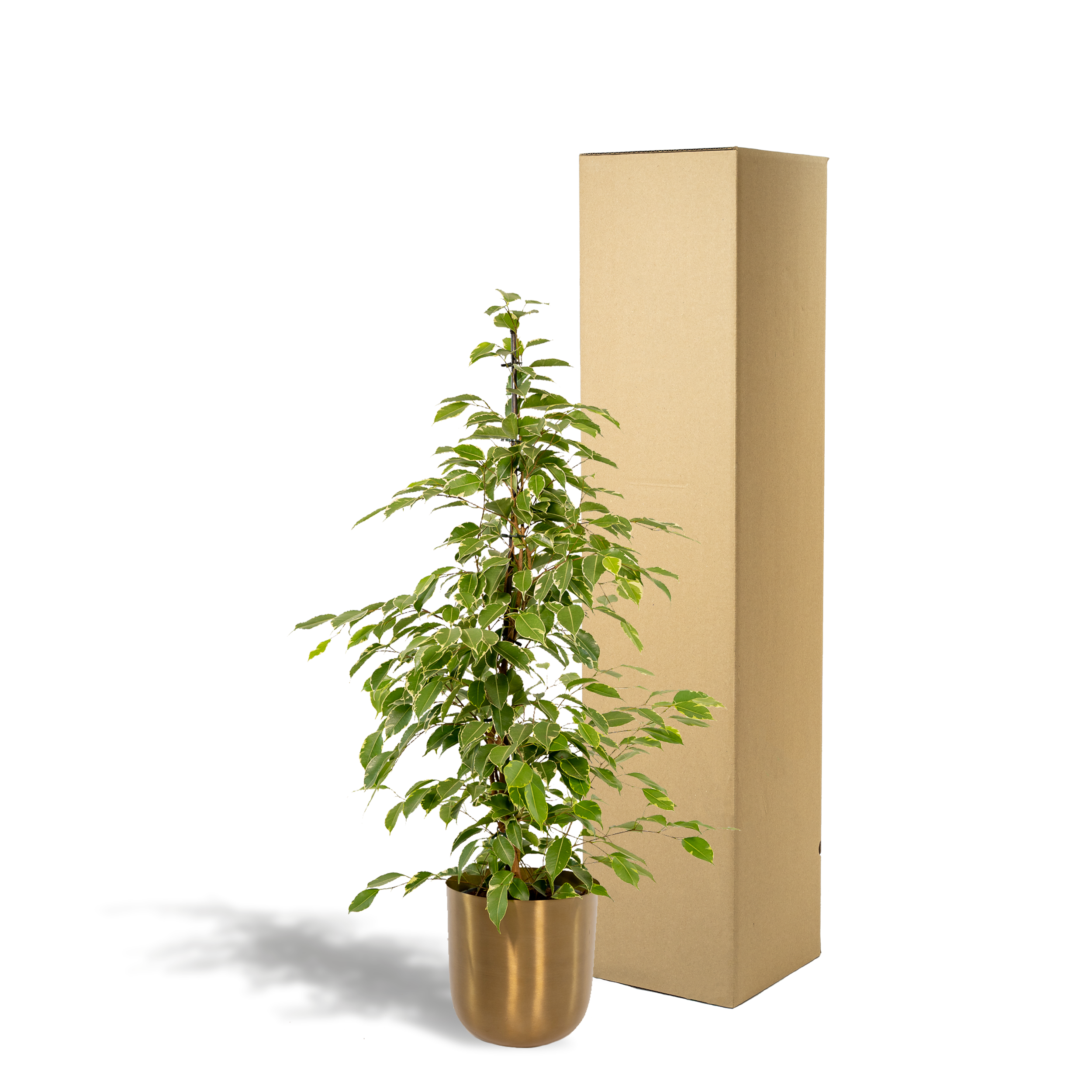 Ficus benjamina Goldenking - Pot Mayk Gold (8720634289771)
