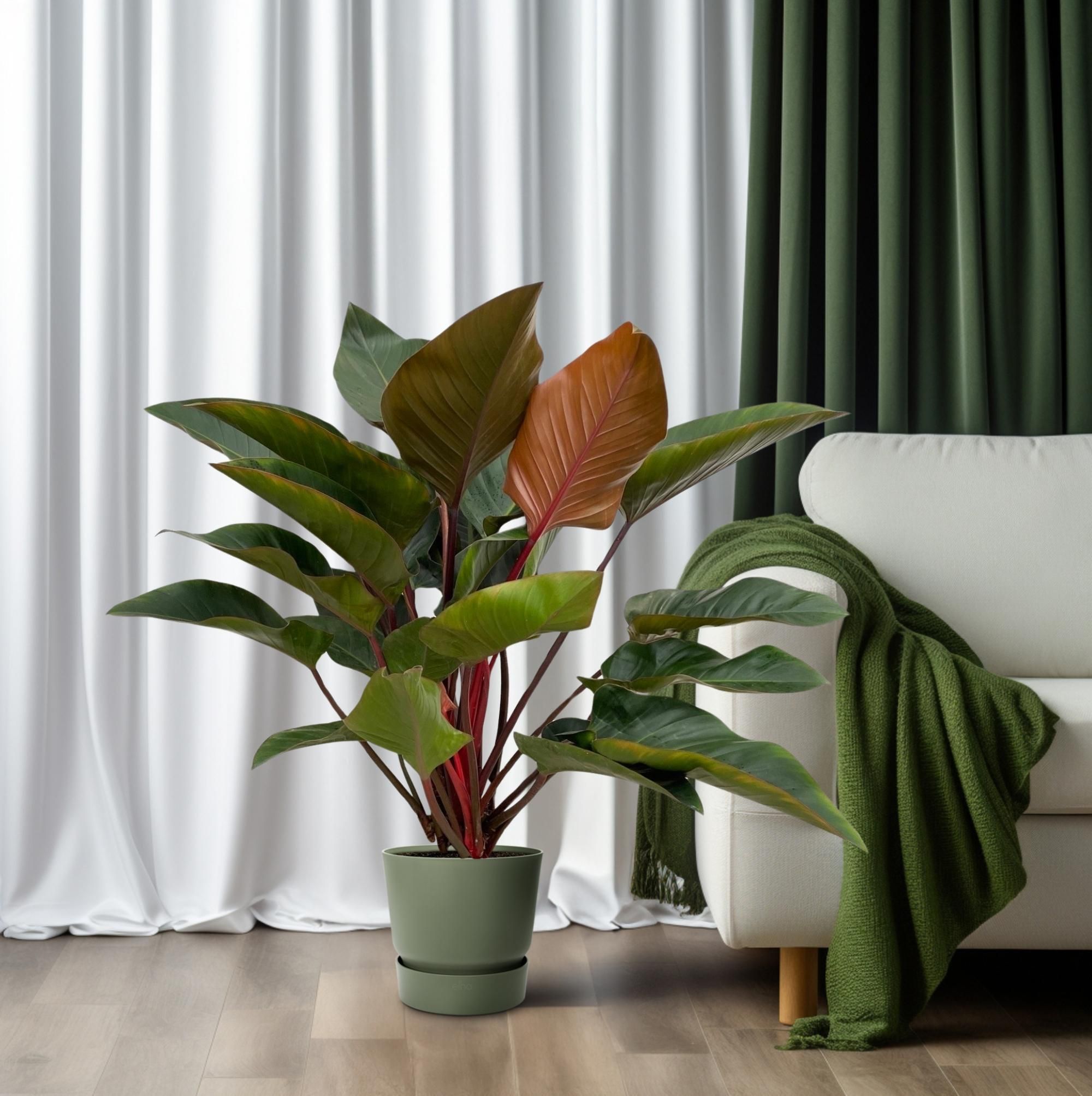 Philodendron Red Beauty (25031)