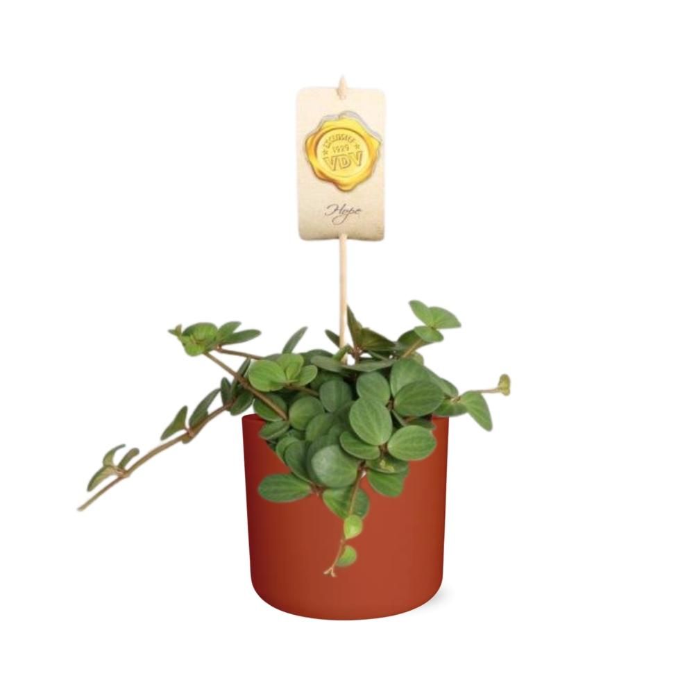 Peperomia ‘Hope’ in ELHO b.for soft rond 14cm brique (21496)