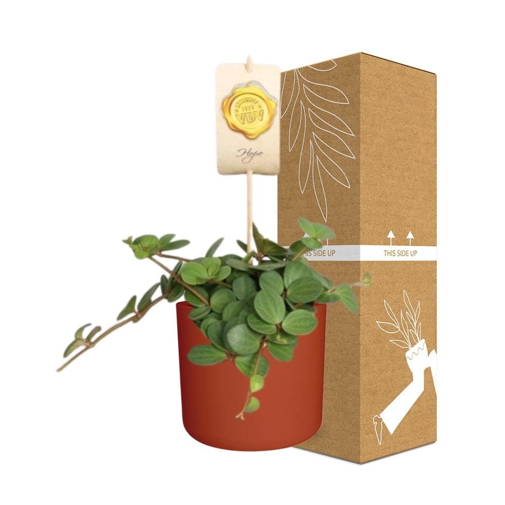 Peperomia ‘Hope’ in ELHO b.for soft rond 14cm brique (21496)